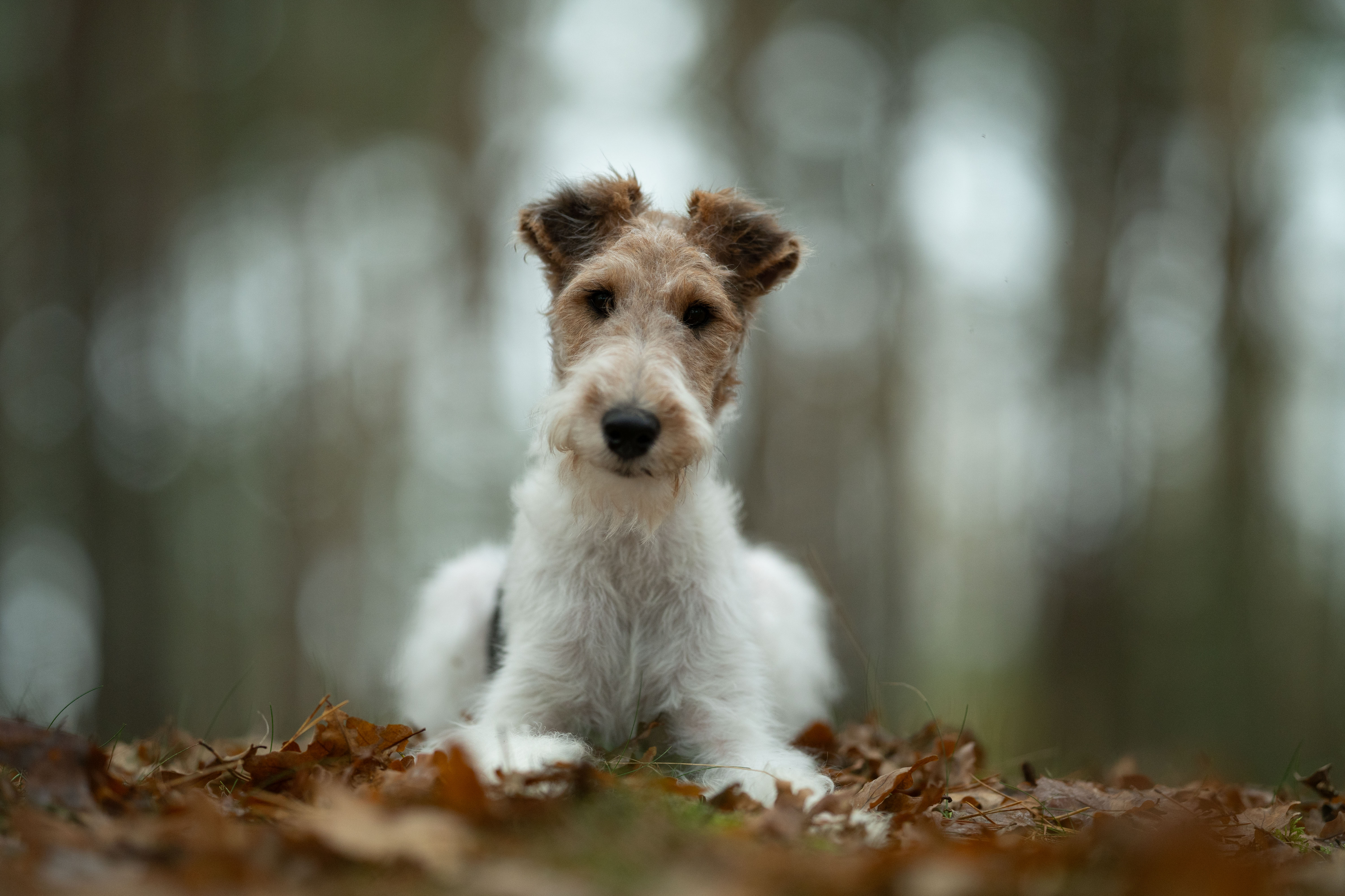 Goldenes Bokeh trister Hintergrund