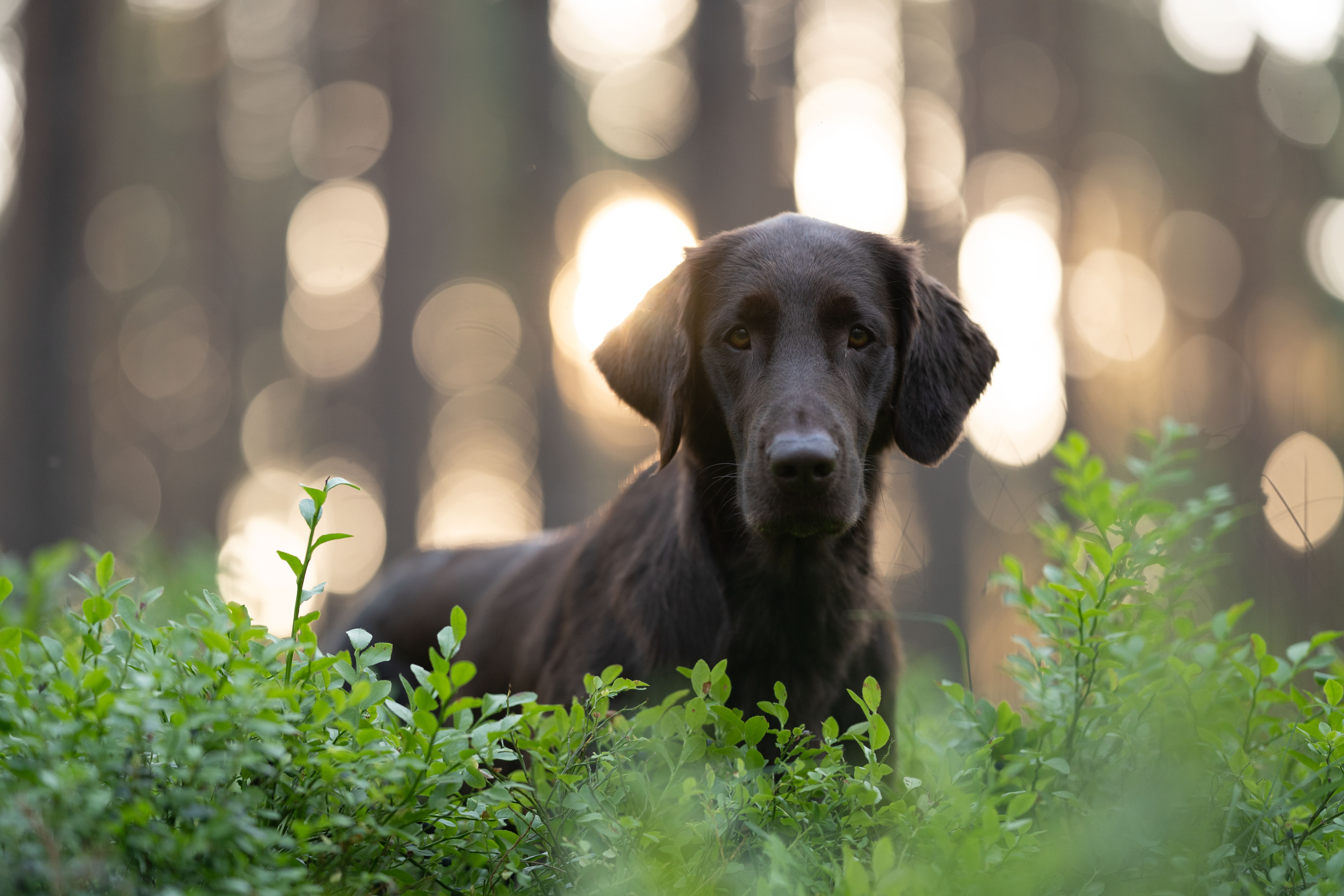 Vorhandene Lichter verstärken und grüner Verlauf