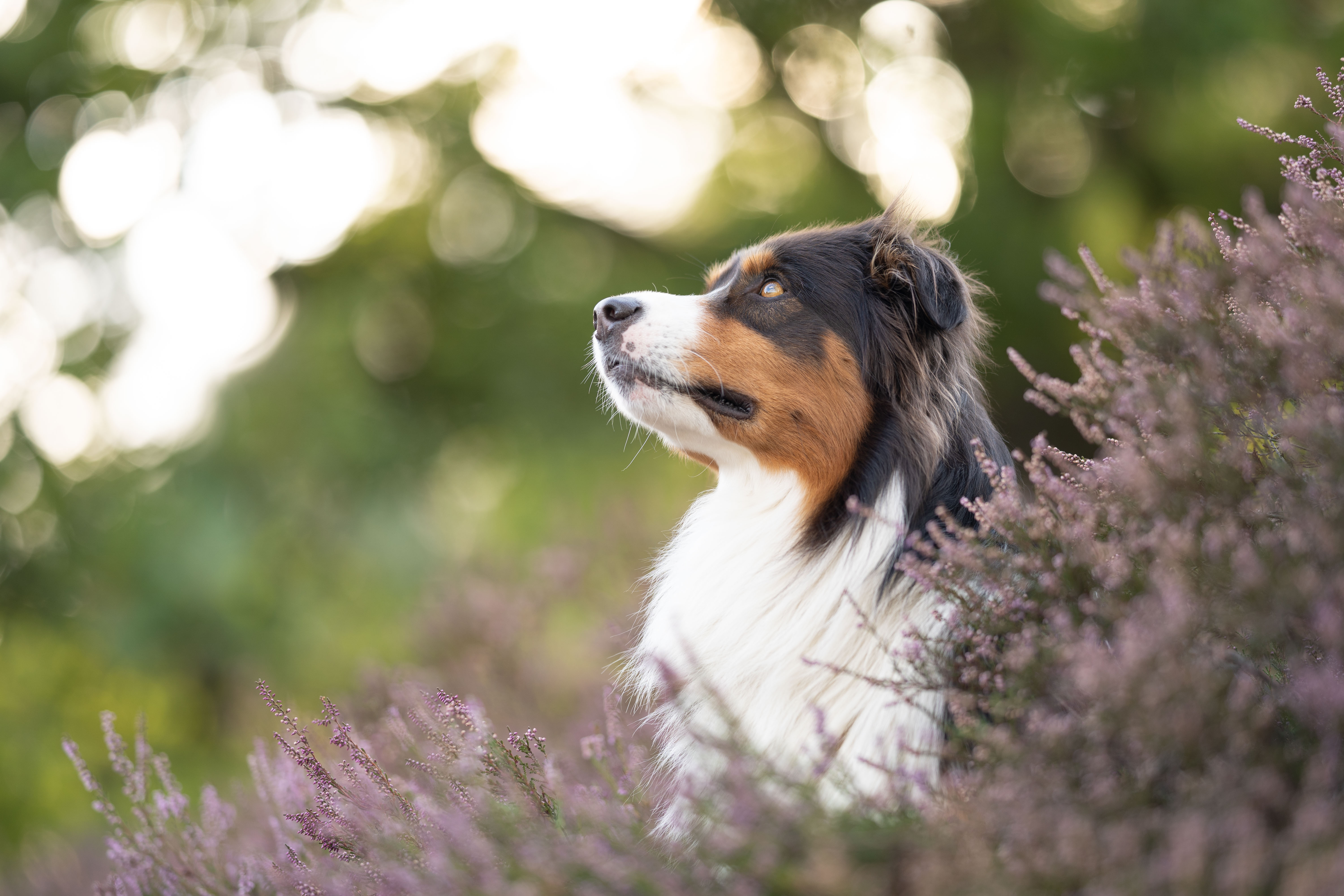 Augen seitlich starke Reflexion