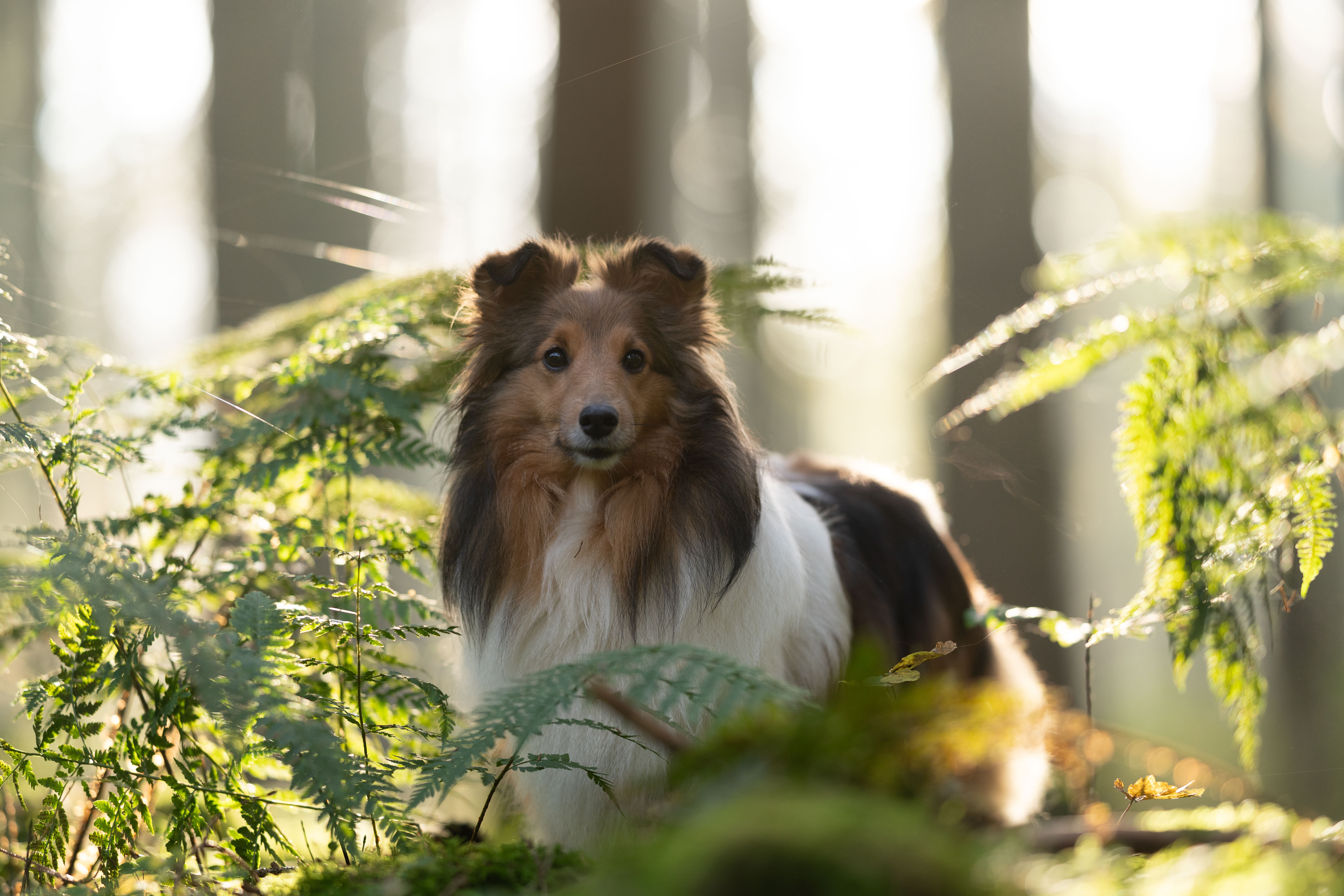 Dunkle Augen + Lichtreflexionen korrigieren