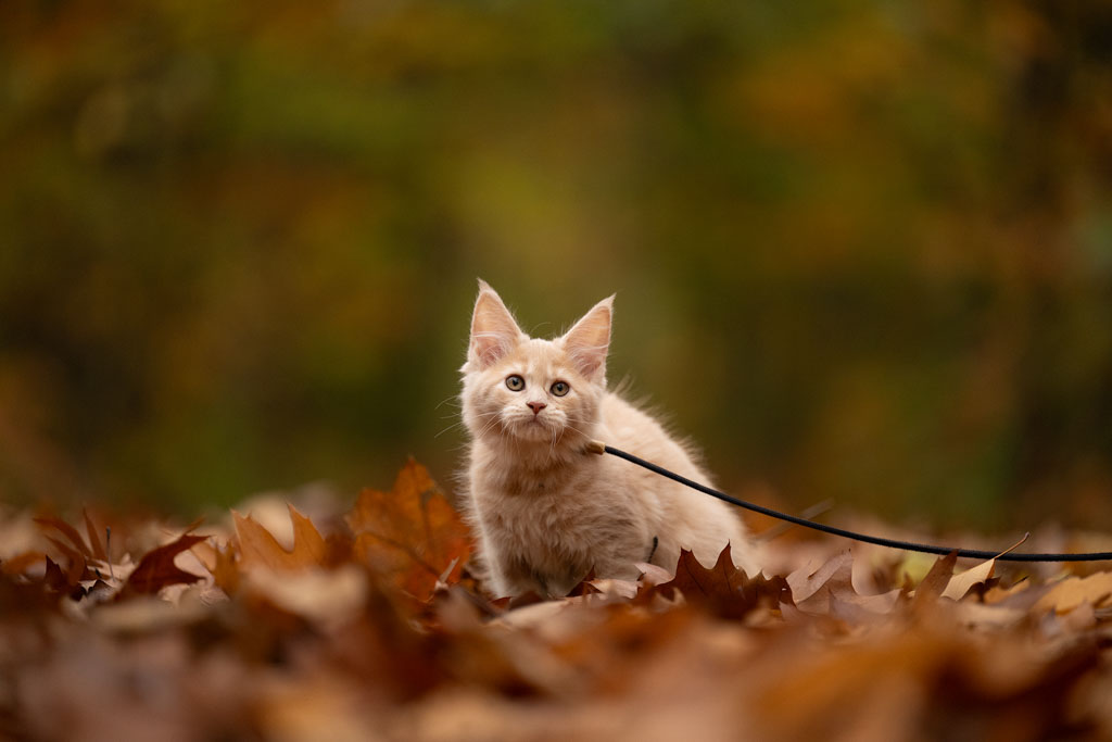 Katze Herbst vorher_klein